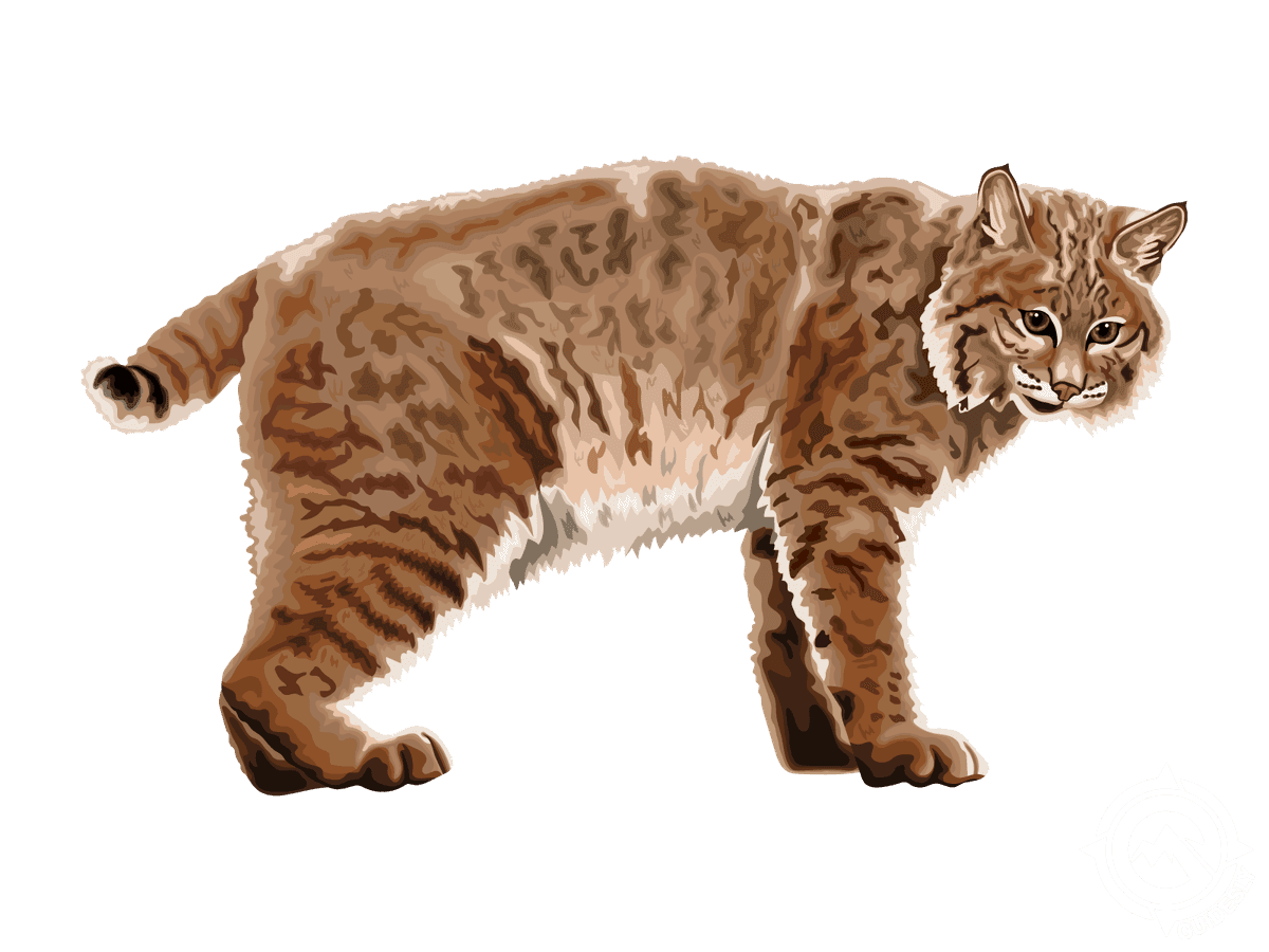 Bobcat