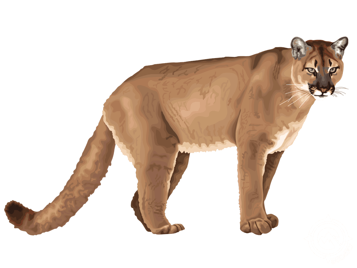 Mountain Lion