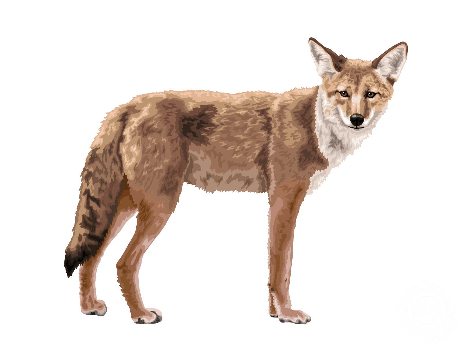 Coyote